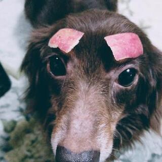 犬のトリミングお願いします