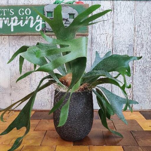【観葉植物】コウモリラン