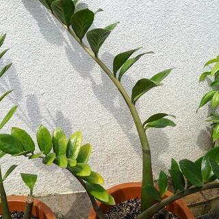 観葉植物１鉢ザミオクルカス・ザミフォーリア