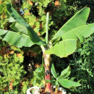 バナナ（ドアーフバナナ）の木（草？）