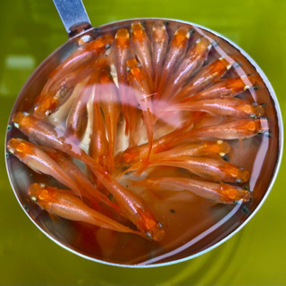 プラチナ牡丹ヒカリ体型稚魚20匹⭐︎人気の高級種⭐︎