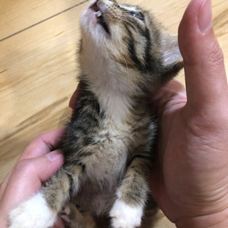 【生後1か月】人間慣れしたメスの仔猫 − 鹿児島県