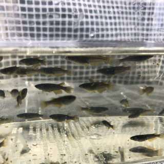 【サタン黄鰭】めだか稚魚お譲り致します