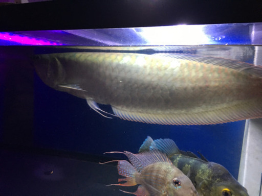 アロワナ2匹セット　早い者勝ち　熱帯魚