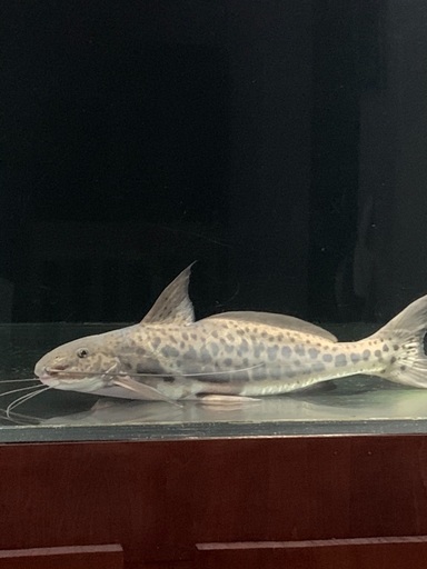 受け渡し決定しました。スポッテッドピニランプス　熱帯魚　大型ナマズ