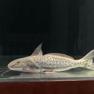 受け渡し決定しました スポッテッドピニランプス熱帯魚大型ナマズ カズっちよ 石狩のその他の中古あげます 譲ります ジモティーで不用品の処分