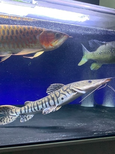 最終値下げ！タイガーシャベルノーズキャット　熱帯魚　大型ナマズ