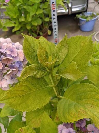 紫陽花 大苗 レインボー 多種類の挿し木用切枝 アナベル白 スミダ 柏葉など マロン 西大寺のその他の中古あげます 譲ります ジモティーで不用品の処分