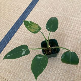 【ネット決済】観葉植物　フィロデンドロン　ホワイトプリンセス