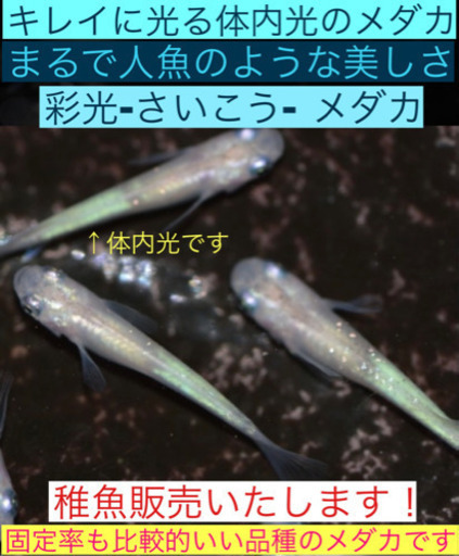 メダカの稚魚販売します 彩光 さいこう 10匹で 人魚のようなキレイなメダカ おりやん 今里のその他の中古あげます 譲ります ジモティーで不用品の処分