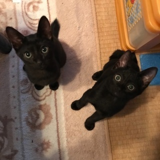 黒子猫3匹生後3ヶ月位
