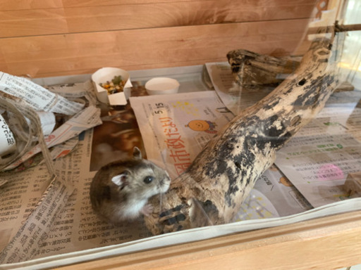 動物 小動物 古屋 犬猫 物置古屋