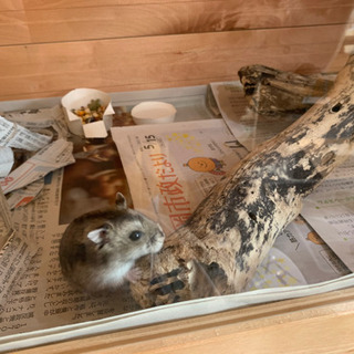 動物　小動物　古屋　犬猫　物置古屋