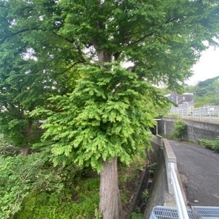樹木 (札幌市 宮の森)　差し上げます！
