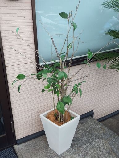 観葉植物 人工 陶器鉢 インテリア