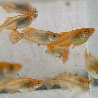 メダカ 金鱗龍 深海 針子 稚魚100匹 取引中 たけし 和泉府中のその他の中古あげます 譲ります ジモティーで不用品の処分