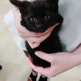 2ヶ月未満の子猫が居ます。 - たつの市