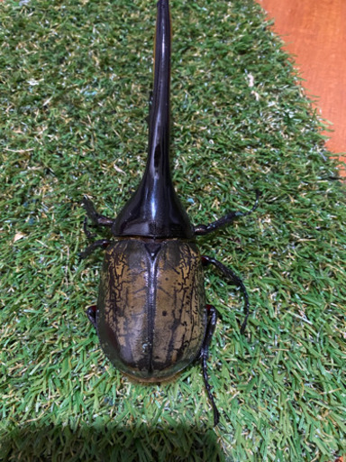 ヘラクレス・ヘラクレス　成虫　オス1頭