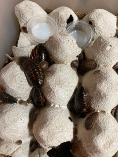 一旦終了 生餌デュビア爬虫類 アロワナの餌などに 荷物整理中 もるちよ 新大宮のその他の中古あげます 譲ります ジモティーで不用品の処分
