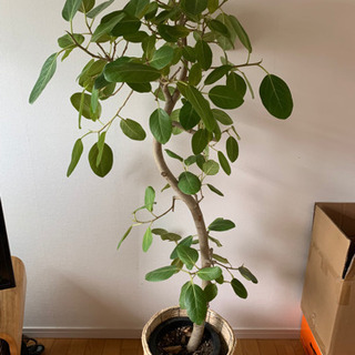 フィカスアルテシマ　観葉植物