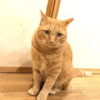 甘ったれな茶トラ猫～７歳くらい～１匹飼い希望☆ - 新潟市