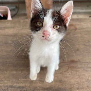 可愛い男の子♡他県でも里親歓迎します✨ - 猫