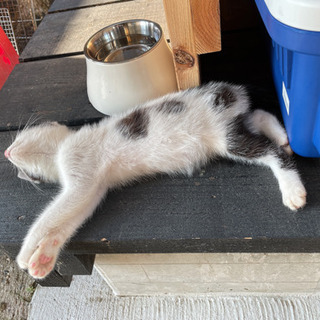 可愛い男の子♡他県でも里親歓迎します✨ − 長崎県