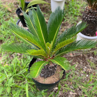 ソテツ 蘇鉄 ポット ずんぐりむっくり