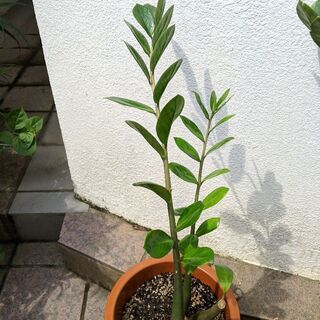 植木ザミオクルカス・ザミフォーリア