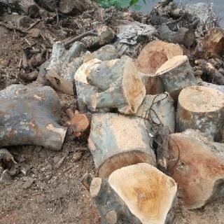 伐採木 薪 幹部