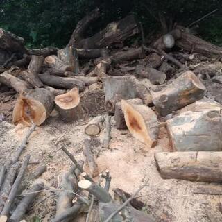 伐採木 薪 幹部残っています