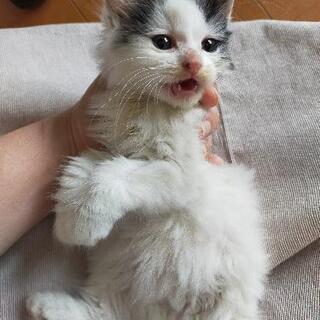 生後1ヶ月未満くらいの子猫