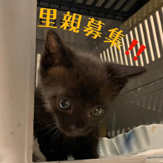 大阪府の黒猫 里親募集 ジモティー