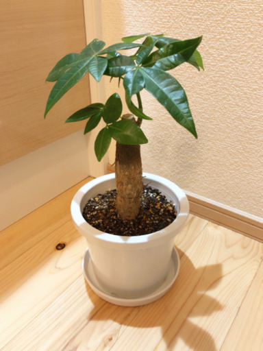 観葉植物　大きくなったパキラ③　33cm　5号鉢と受け皿付き