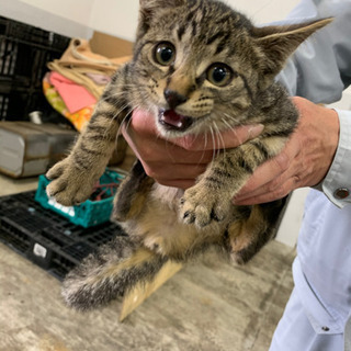 野良猫ちゃん B B 釧路の猫の里親募集 ジモティー