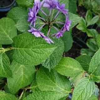 ②紫陽花の挿し穂セット