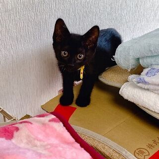 可愛い子猫レモンちゃん！