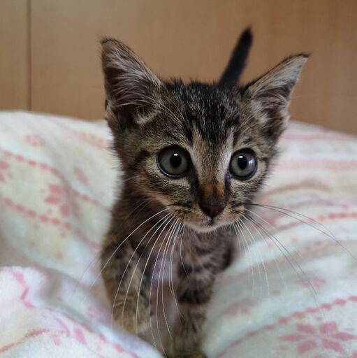 募集中断中 1ヶ月半の男の子 ベタベタ甘えん坊くん ねこさん 大田の猫の里親募集 ジモティー 募集中断中 1ヶ月半の男の子 ベタベタ甘えん坊くん ねこさん 大田の猫の里親募集 ジモティー