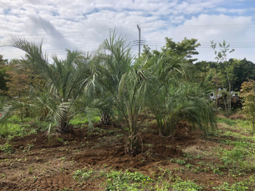 ココスヤシ 幹高 60から80前後