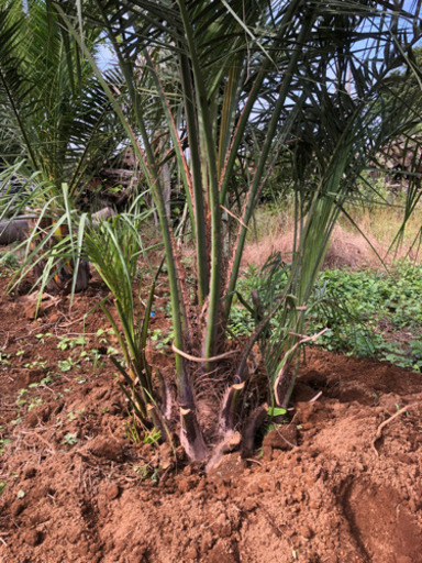 幹2.5 ココスヤシ 税別