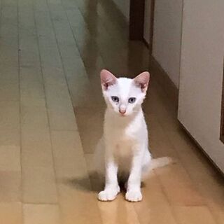 6月27日（日）三鷹で猫の譲渡会　💝白猫男の子生後3ヶ月　