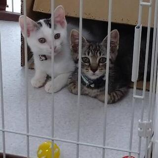 捨猫