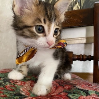 兵庫県 姫路市のよう 猫の里親募集 ジモティー 兵庫県 姫路市のよう 猫の里親募集 ジモティー