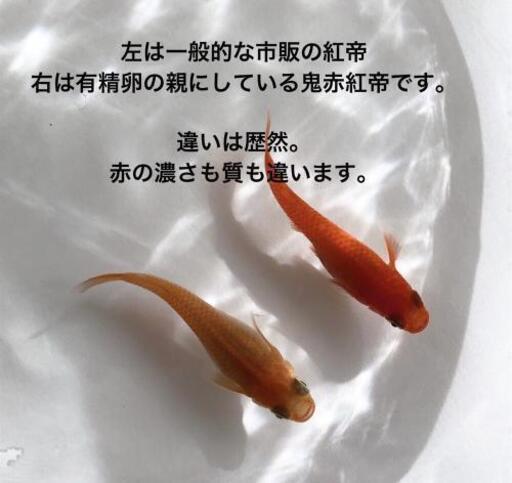 稚魚販売 鬼赤紅帝メダカ 3ペア 死着補償 森のメダカ屋 淀屋橋のその他の中古あげます 譲ります ジモティーで不用品の処分