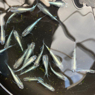 静岡県の中古ミジンコが無料 格安で買える ジモティー