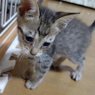 子猫5匹の緊急里親募集 − 熊本県