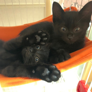 【里親様決定しました！】男の子と女の子の2ヶ月の黒猫