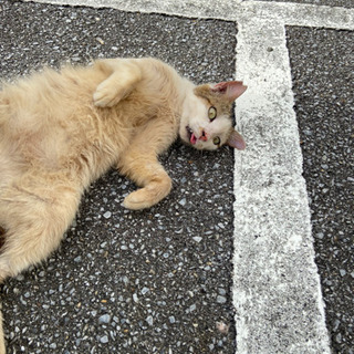 人懐こい桜猫ちゃん