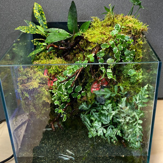 メダカ飼育にオススメ！！コケリウム・テラリウム完成品！