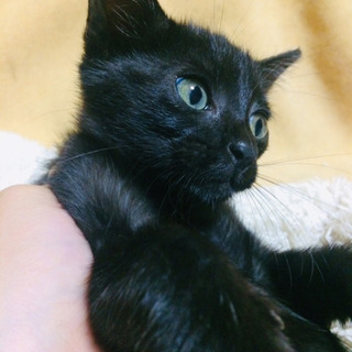 クロちゃん 里親募集 ジモティー